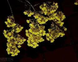 Oncidium nudum