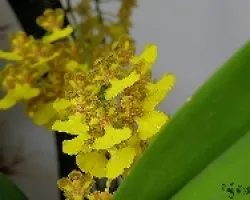 Oncidium nudum