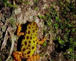 Oophaga pumilio