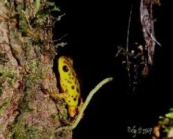 Oophaga pumilio