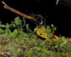 Oophaga pumilio