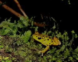 Oophaga pumilio