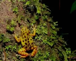 Oophaga pumilio
