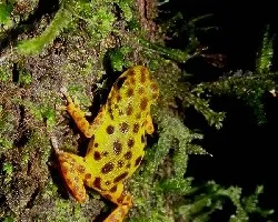 Oophaga pumilio