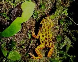 Oophaga pumilio