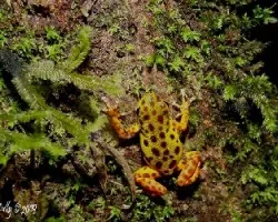 Oophaga pumilio
