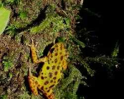 Oophaga pumilio