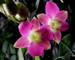 Dendrobium h?brido