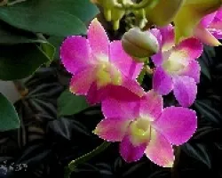 Dendrobium h?brido
