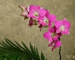 Dendrobium h?brido
