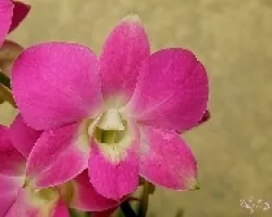 Dendrobium h?brido