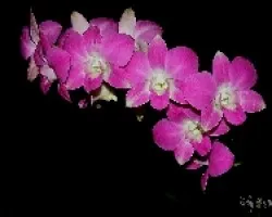 Dendrobium h?brido