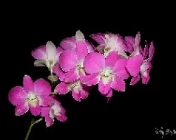 Dendrobium h?brido