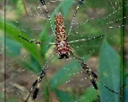 Nephila clavipes