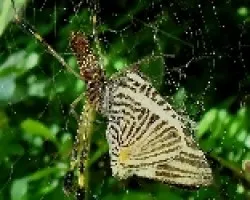 Nephila clavipes y Colobura dirce