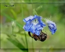 Abeja