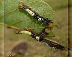 larva de polilla Dyops chromatophila