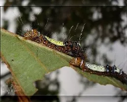larva de polilla Dyops chromatophila