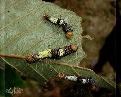 larva de polilla Dyops chromatophila