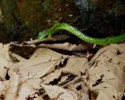 Oxybelis brevirostris