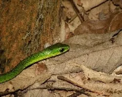 Oxybelis brevirostris
