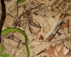 Oxybelis brevirostris