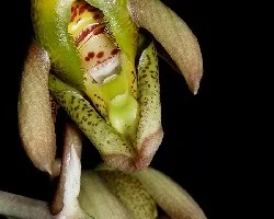 Catasetum maculatum