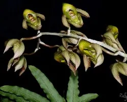 Catasetum maculatum