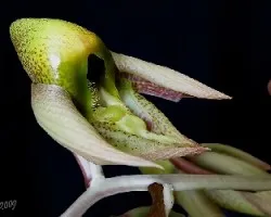 Catasetum maculatum