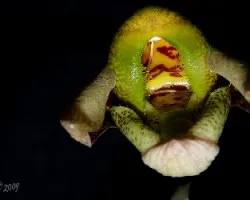 Catasetum maculatum
