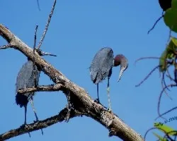 Garza