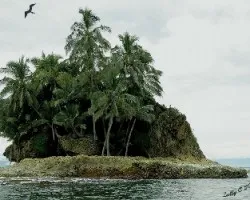 Fregata magnificens