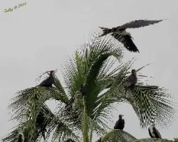 Fregata magnificens