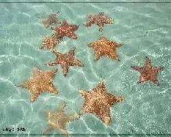 Oreaster reticulatus