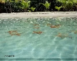 Oreaster reticulatus