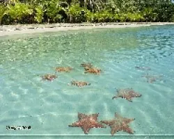Oreaster reticulatus