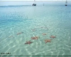 Oreaster reticulatus
