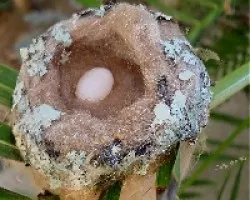 Nido de colibr? con huevo