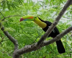 Tuc?n Pico Iris --- Ramphastos sulfuratus