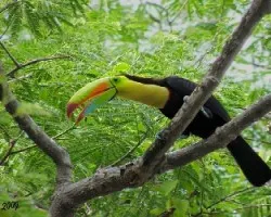 Tuc?n Pico Iris --- Ramphastos sulfuratus