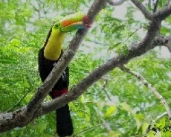Tuc?n Pico Iris --- Ramphastos sulfuratus