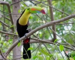 Tuc?n Pico Iris --- Ramphastos sulfuratus