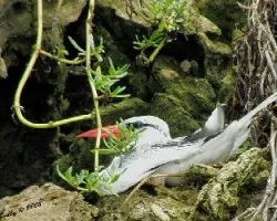 Phaethon aethereus -Rabijunco piquirrojo