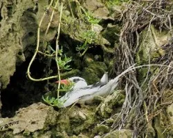 Phaethon aethereus -Rabijunco piquirrojo