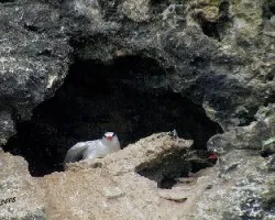 Phaethon aethereus -Rabijunco piquirrojo