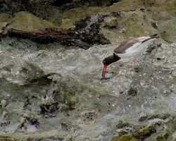 Haematopus palliatus