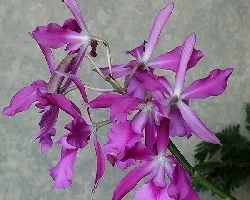 Cattleya skinneri X Encyclia cordigera