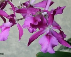 Cattleya skinneri X Encyclia cordigera
