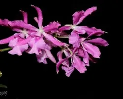 Cattleya skinneri X Encyclia cordigera