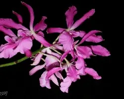 Cattleya skinneri X Encyclia cordigera